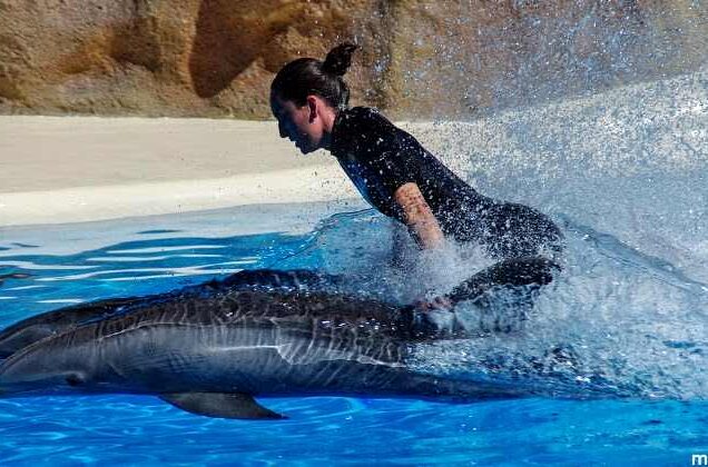 سباحة مع الدولفين