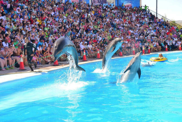 دولفين شو شرم الشيخ